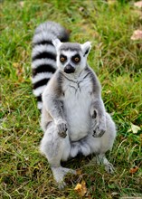 One ring tailed lemur (Lemur catta) in the grass