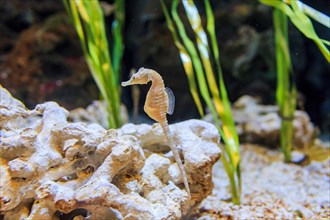 The cute Seahorse swimming alone in the water