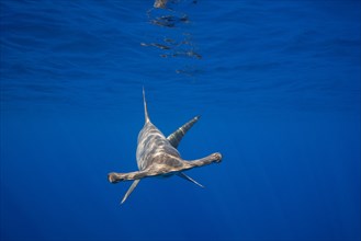 female scalloped hammerhead shark, Sphyrna lewini, off Keauhou, South Kona, Big Island, Hawaii, USA ( Central Pacific Ocean )