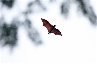 Large flying Fox (Pteropus vampyrus) - Southern Thailand //