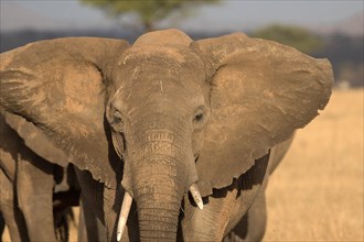 Serengeti National Park. African Elephant (Loxodonta africana). Tanzania.