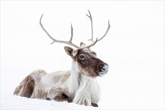 Reindeer, also known as the Boreal Woodland Caribou in North America, Rangifer tarandus, Manitoba, Canada.