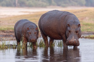 Hippos (Hippopotamus amphibius), Chobe river, Botswana, September 2017
