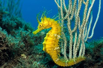 Sea horse, long-snouted seahorse (Hippocampus ramulosus), Mallorca, Baleares, Spain, Mediterranean Sea, Europe