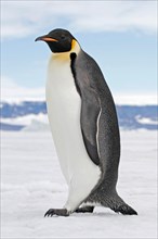 keizerspinguïn; Emperor Penguin