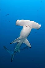Grosser Hammerhai (Sphyrna mokarran), Bimini, Bahamas | Great Hammerhead Shark (Sphyrna mokarran), Bimini island, Bahamas
