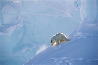 female polar bear slides down the snow and ice of an iceberg on Baffin Island, Northern Canada