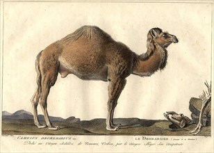 . 'Camelus Dromedarius / Le Dromadaire'. Plate by Simon Charles Miger after Nicolas Maréchal (1753-1803) from 'La Ménagerie du Muséum national d'histoire baturelle' by Bernard-Germain-Étienne de Lacép...