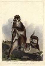 . 'Simia Petaurista / Le Blanc-Nez'. (Cercopithecus petaurista / Hocheur blanc nez du Bénin.) Plate by Simon Charles Miger after Nicolas Maréchal (1753-1803) from 'La Ménagerie du Muséum national d'hi...