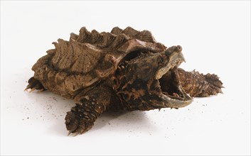 Alligator Snapping Turtle (Macrochelys temminckii), jaws wide open.