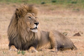 beautiful lion kruger national park