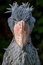 Close up portrait of shoebill / whalehead / shoe-billed stork (Balaeniceps rex) native to tropical east Africa