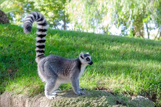 Side view of a posing  ring tailed  Maki Catta lemur, with big orange eyes.  Green grass and the trees on the  background.
