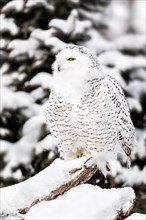 Snowy Owl, Bubo scandiacus, Manitoba, Canada.