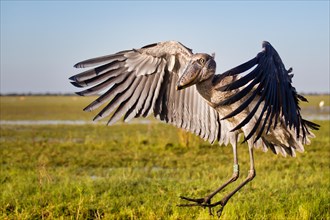 Shoebill (Balaeniceps rex) is a huge bird with impressive wingspan and can be found at Bangweulu, Zambia.