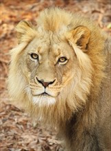A portrait of a male American Lion.