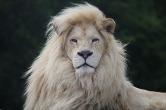 Beautiful Lion Portrait