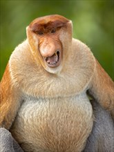 Proboscis monkey (Nasalis larvatus) or long-nosed monkey, known as the bekantan in Indonesia. Taken in Borneo