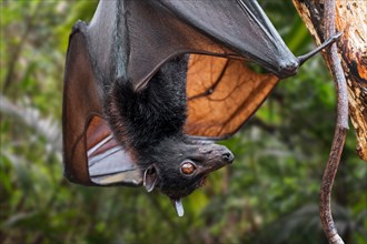 Lyle's flying fox (Pteropus lylei) native to Cambodia, Thailand and Vietnam hanging upside down and showing wing veins