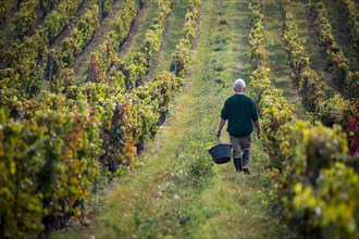 A vineyard master carrying a bucket walks through his vineyard during the grape harvest in wine country, France.
