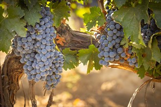 Beautiful Lush Wine Grape Bushels In The Vineyard