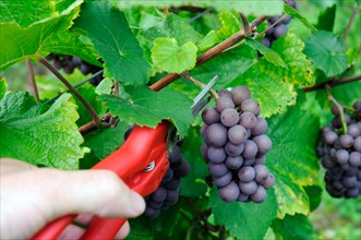 Cutting a bunch of Pinot Gris grapes at the harvest in Alsace, France
