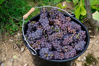 Harvested Pinot Gris grapes, Alsace, France