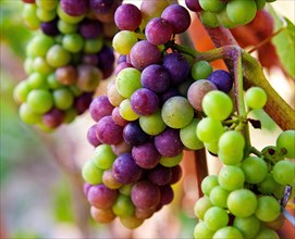 Light Hall Vineyards, grapes, Winery, Prince Edward County, grapes on the vine, wine, vines, close up, harvest, France, fresh, vineyard, wine making