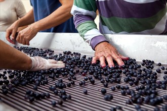 Sorting of the grapes after harvest near Bordeaux, France