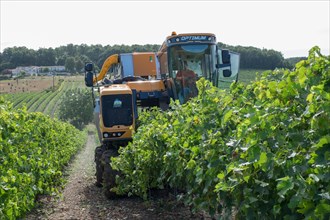 Mechanised grape harvesting in Cognac, France