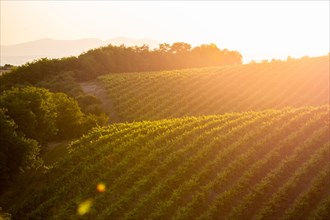 beautiful spring sunset in vineyard europe