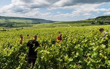 Tincourt, France - June 9, 2017: Workers in the vineyard in Tincourt near  Epernay in the Champagne district Vallee de la Marne in France.