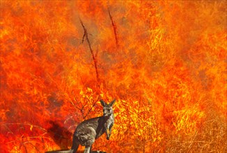 Composition about Australian wildlife in bushfires of Australia in 2020. Kangaroo with fire on background. January 2020 fire affecting Australia is