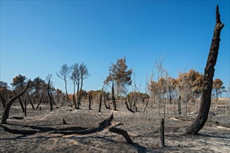 Campomarino (CB),Molise Region,Italy:What remains after the pine forest fire, which occurred in August 2021,on the coast of Campomarino Lido (CB).