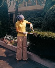 1970s WOMAN USING GARDEN CLIPPERS TRIMMING BOXWOOD HEDGE WEARING BELLBOTTOMS