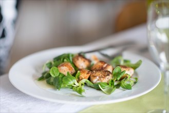 Grilled Fresh Scallop on salad. Closeup of seared scallops. Seafood from Normandia is delicious and perfect for christmas