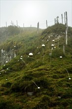 Horizons arts and Natures in Sancy 2021. QI Flowers work by Christian Delecluse and Perrine Villemur, Puy de Dome, Auvergne Rhone Alpes, France