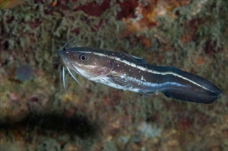 Striped catfish on a reef in Indonesia.
