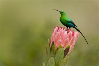 Male Malachite sunbird perched on the top of a pink Protea