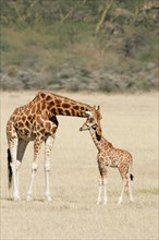 Rothschild giraffe mother resting her head on the neck of her baby