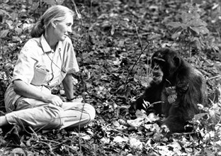 Die britische Verhaltensforscherin Jane Goodall bei ihren Schimpansen. British behaviour scientist Jane Goodall researching with chimpanzees.
