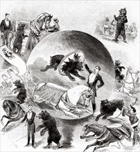 Caviar bear exercises at the Nouveau-Cirque in Paris 1888. Was a circus located in Paris, 251 Rue Saint-Honoré. It was inaugurated on February 12, 1886. France. Europe. Old 19th century engraved illus...