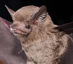 Porttrait of Brazilian bat The greater dog-like bat (Peropteryx kappleri) is a bat species from Central America and South America.