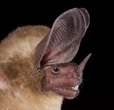 The pygmy round-eared bat (Lophostoma brasiliense).