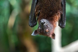 Closeup photo of fruit bat