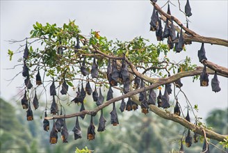 Indian Flying Fox - Pteropus giganteus, beautiful large fruit bat from Asian woodlands and forests, Sri Lanka.