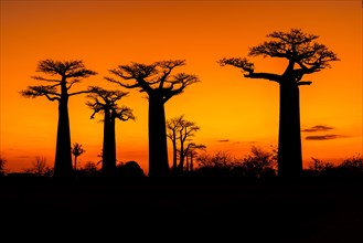 Sunset at Avenue of the Baobabs in Morondava, Madagascar, Africa