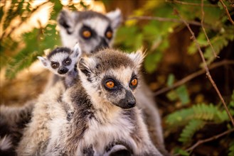 Ringtail lemur family at Berenty Reserve, Malaza forest in Mandrare valley, Madagascar, Africa