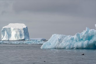 Antarctic Peninsula, icebergs