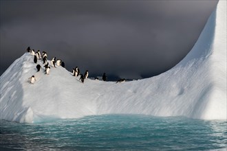 Antarctic Peninsula, Adelie Penguins (Pygoscelis adeliae)